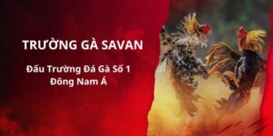 Trường Gà Savan Vinbet – Đấu Trường Chơi Đá Gà Số 1 Đông Nam Á